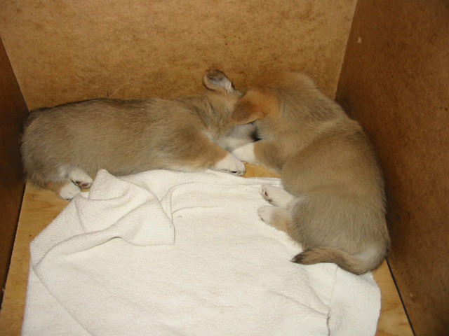 PUP